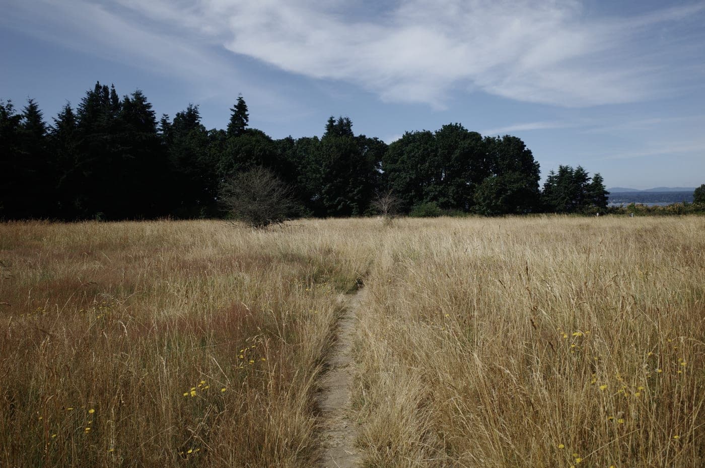 Taking the path through Discovery Park.